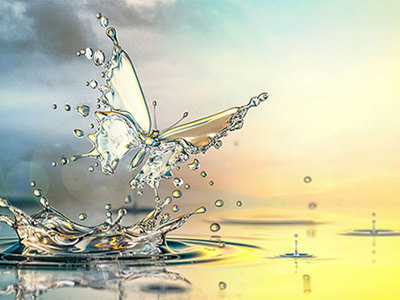 Water butterfly emerging from the water. 